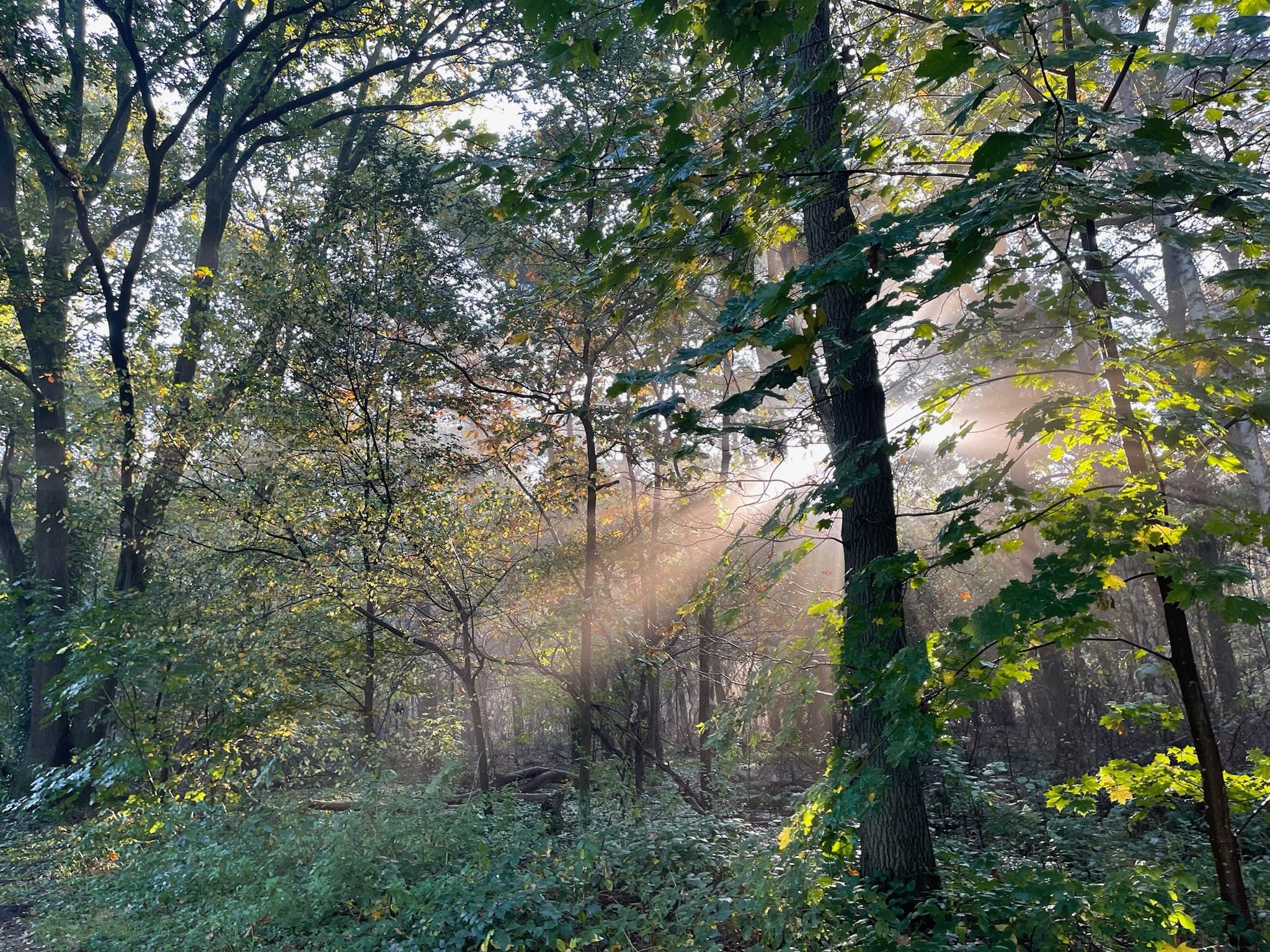 natuur zon bos
