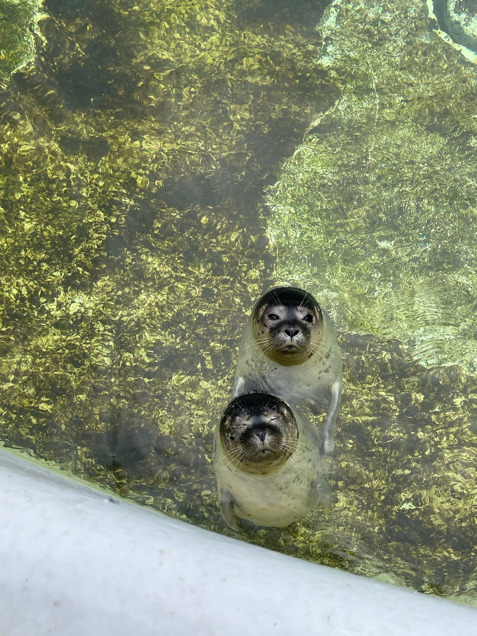 zeehondjes