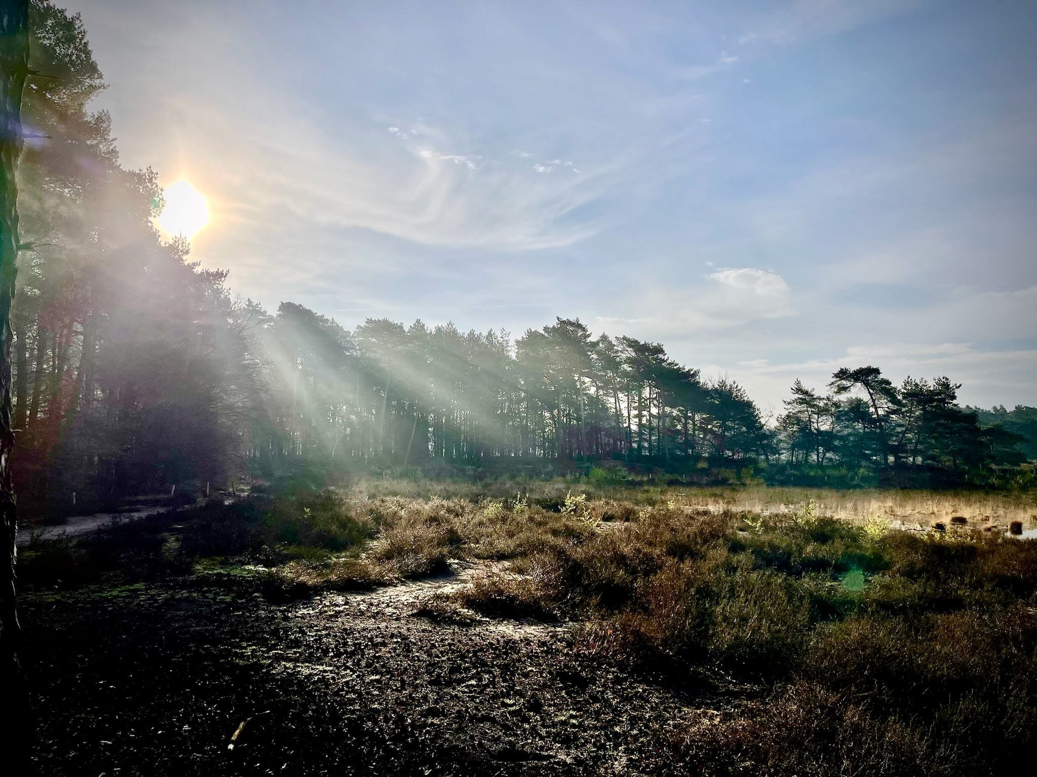 zon tussen bomen